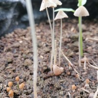 Psathyrella sp1